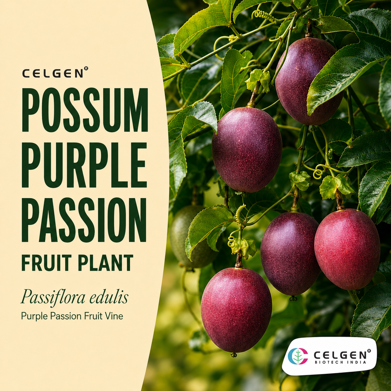 Celgen® Possum Purple Passion Fruit Plant – Passiflora edulis Purple Passion Fruit Vine