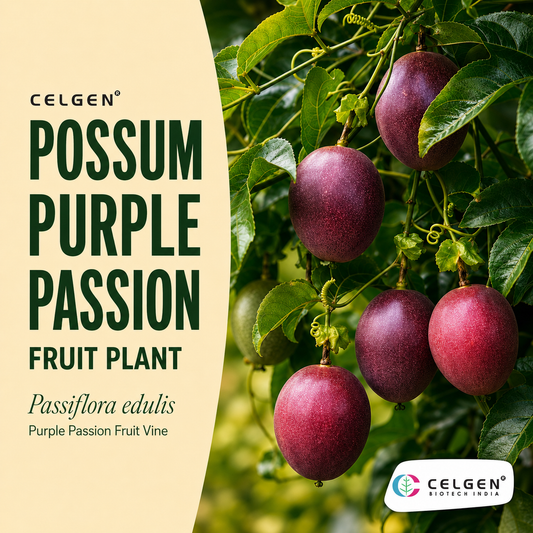 Celgen® Possum Purple Passion Fruit Plant – Passiflora edulis Purple Passion Fruit Vine