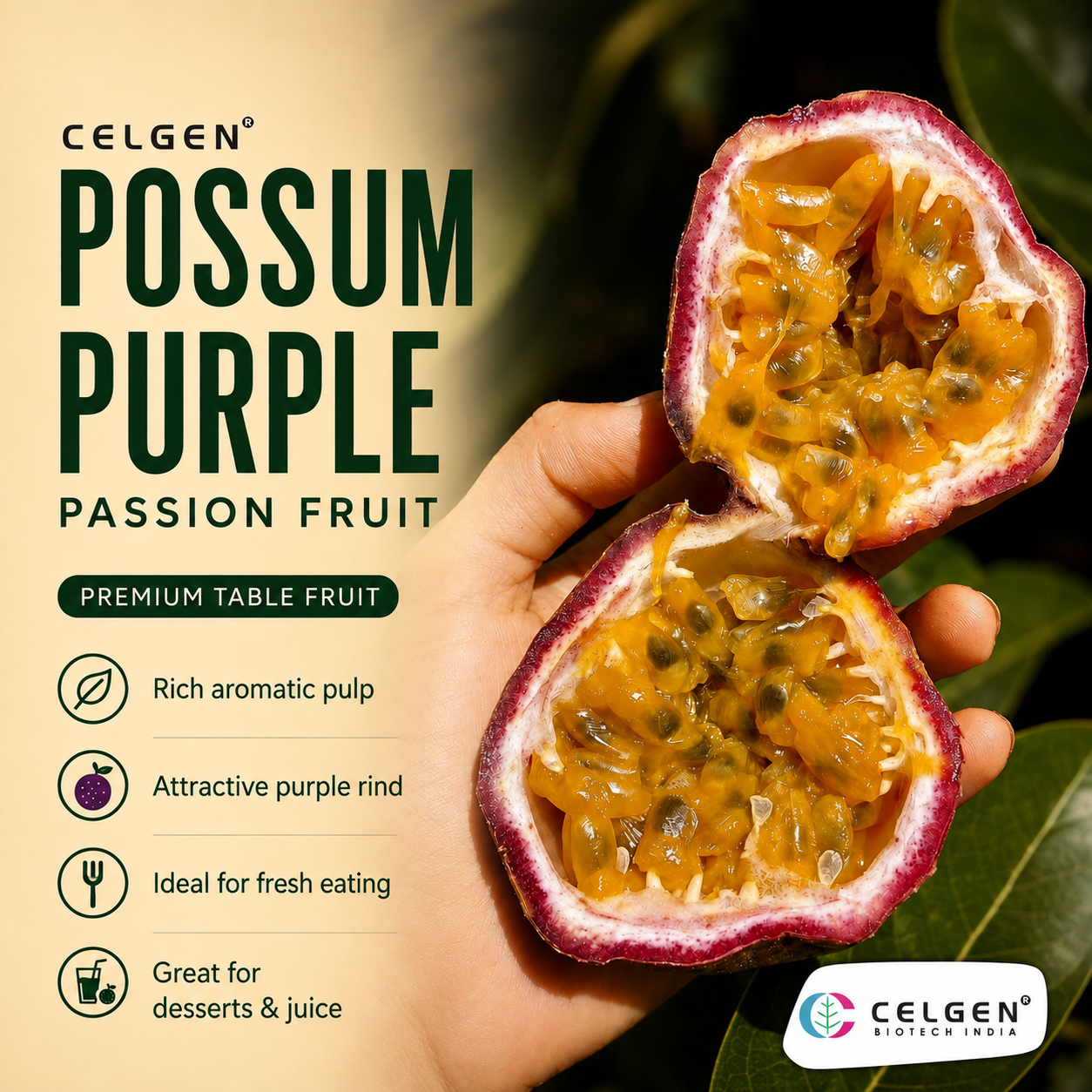Celgen® Possum Purple Passion Fruit Plant – Passiflora edulis Purple Passion Fruit Vine