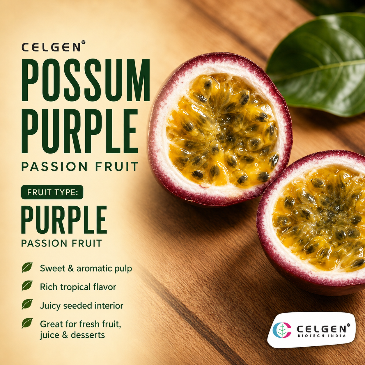 Celgen® Possum Purple Passion Fruit Plant – Passiflora edulis Purple Passion Fruit Vine
