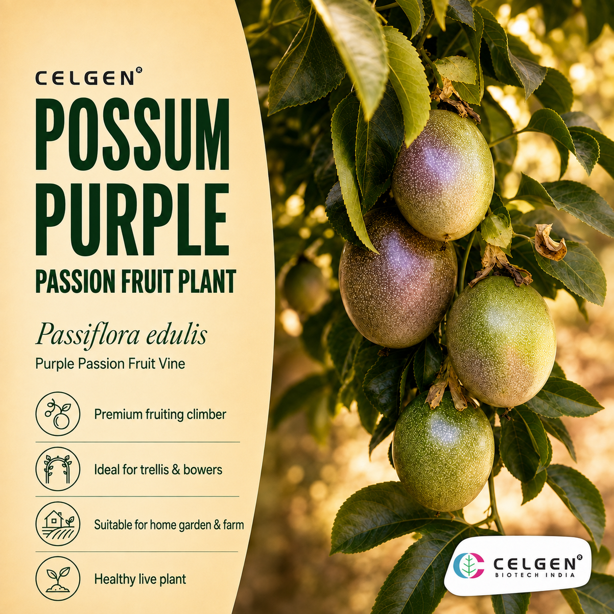 Celgen® Possum Purple Passion Fruit Plant – Passiflora edulis Purple Passion Fruit Vine