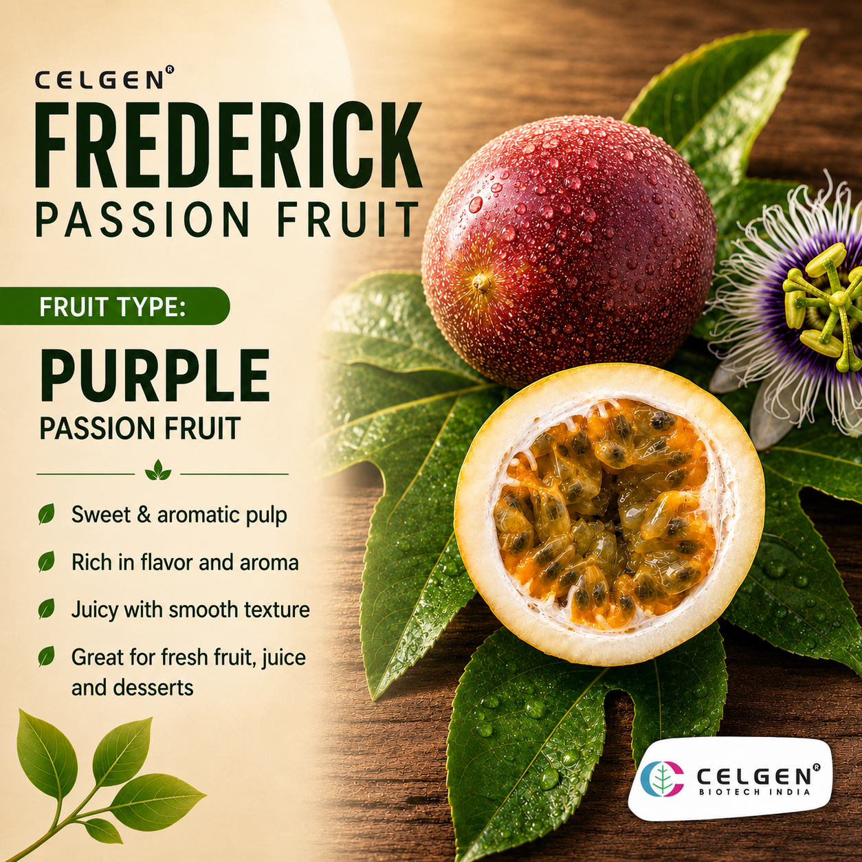 Celgen® Frederick Passion Fruit Plant – Passiflora edulis Purple Passion Fruit Vine