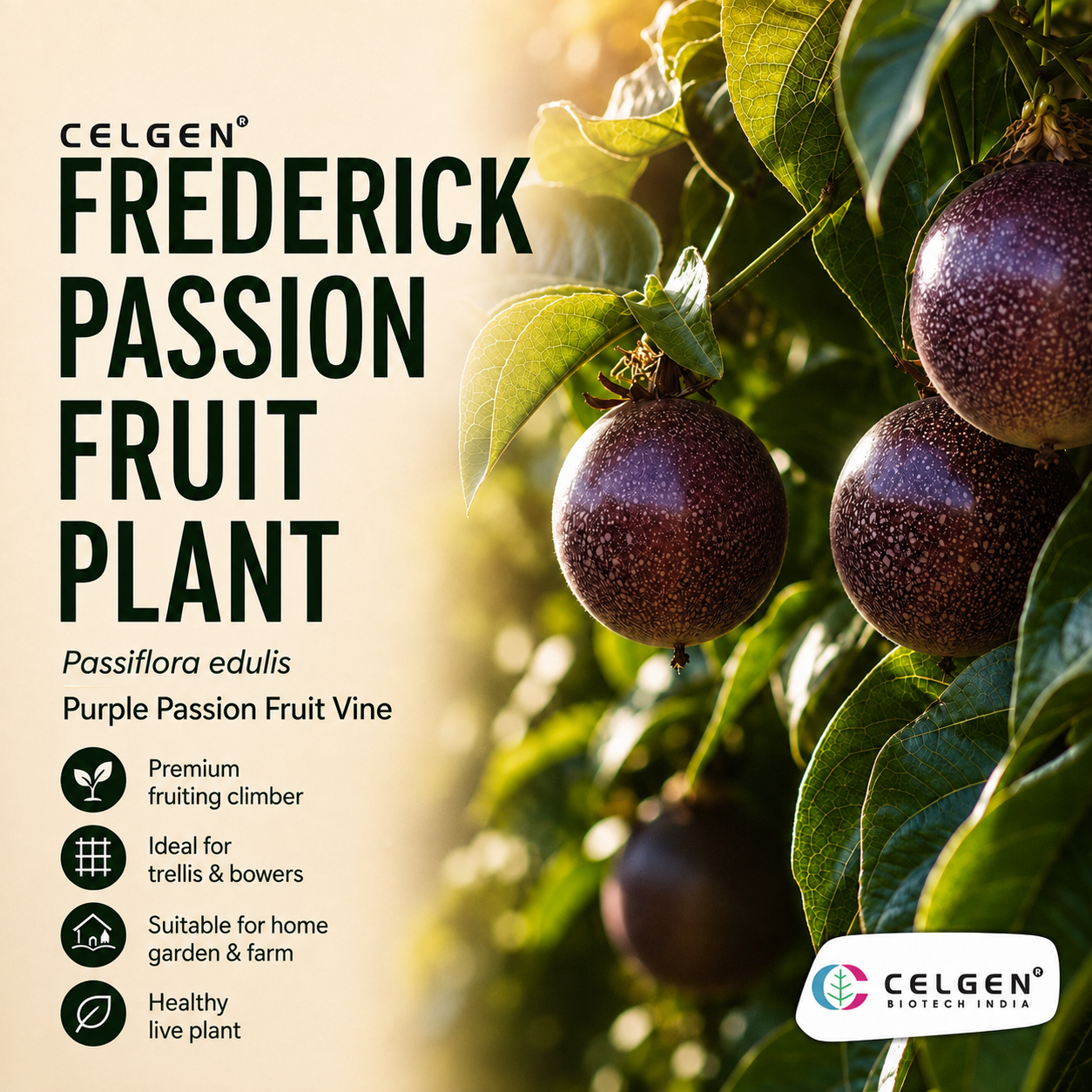 Celgen® Frederick Passion Fruit Plant – Passiflora edulis Purple Passion Fruit Vine