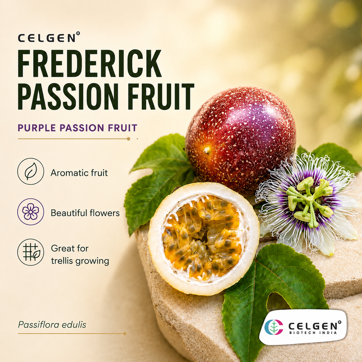 Celgen® Frederick Passion Fruit Plant – Passiflora edulis Purple Passion Fruit Vine