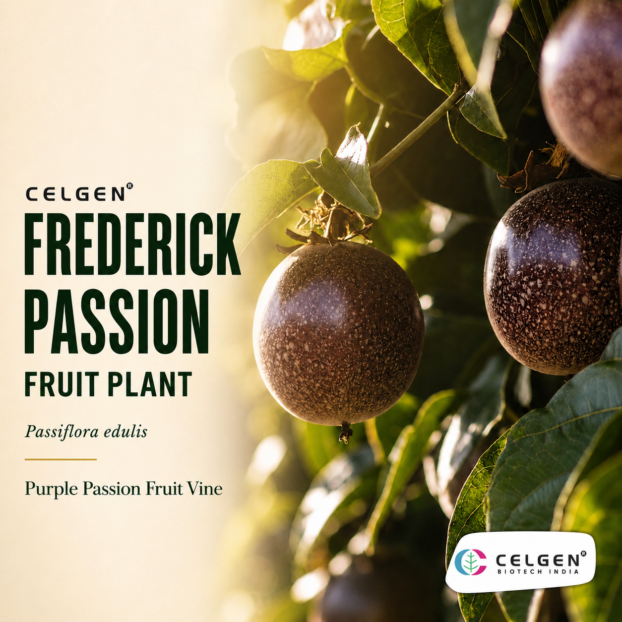 Celgen® Frederick Passion Fruit Plant – Passiflora edulis Purple Passion Fruit Vine