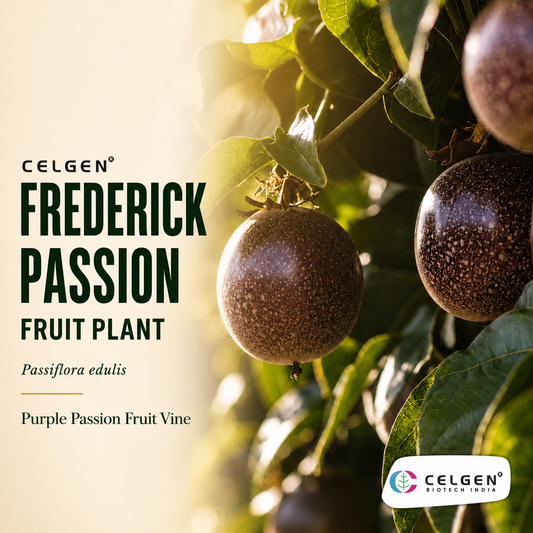 Celgen® Frederick Passion Fruit Plant – Passiflora edulis Purple Passion Fruit Vine