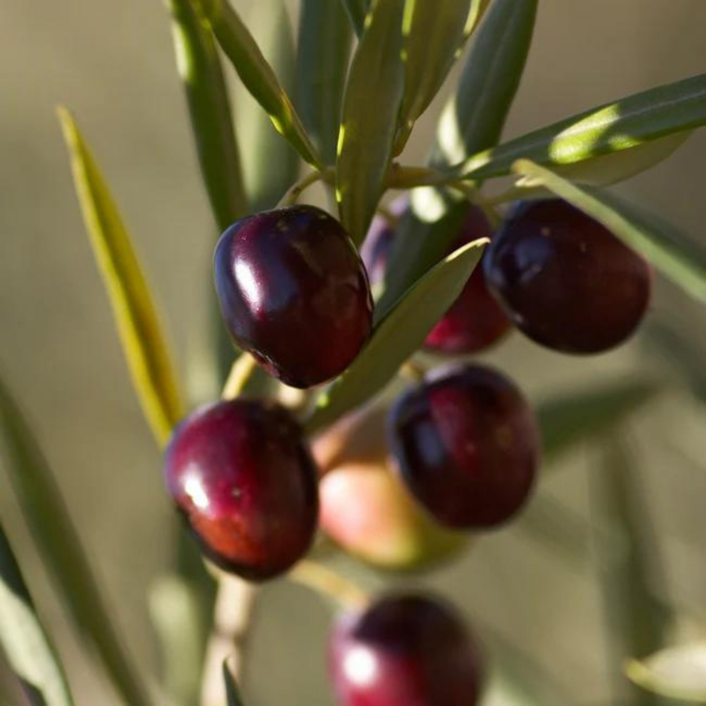 Koroneiki Olive Tree Saplings - Premium Tissue Culture Plants