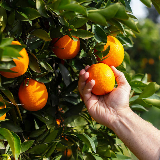 Valencia Late Orange Tree "Citrus Sinensis"