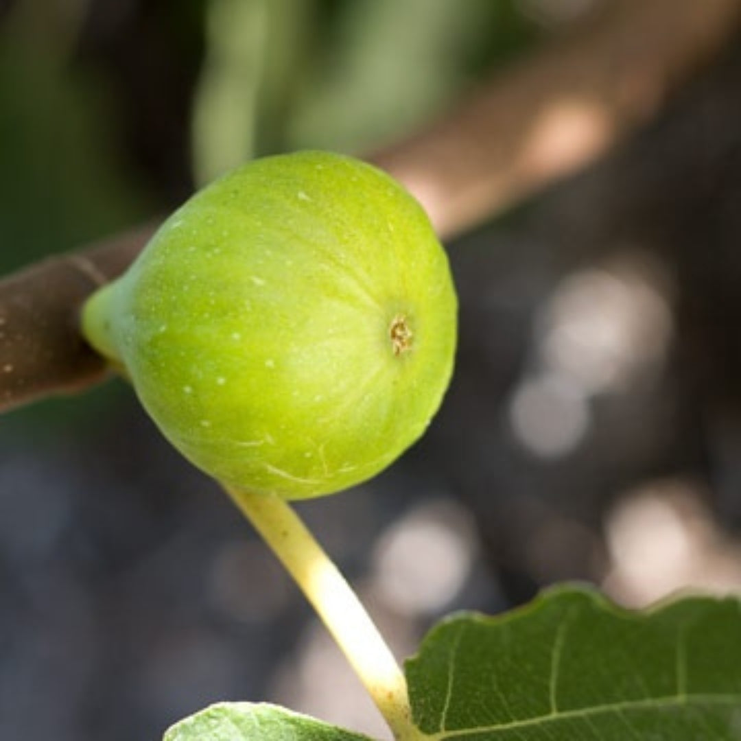 LSU Gold Fig Tissue Culture Plant "Ficus carica"