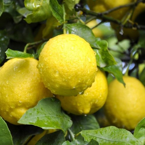 lemon plant