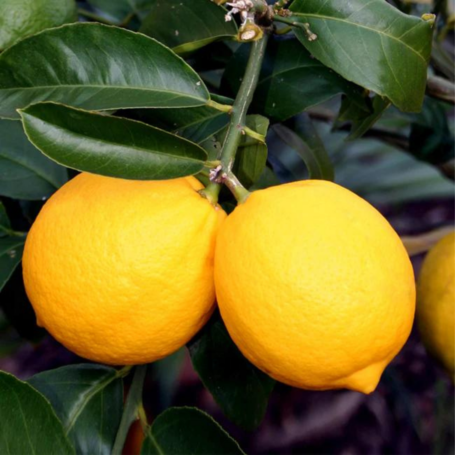 Meyer Lemon Tree  (Citrus × meyeri 'Improved')