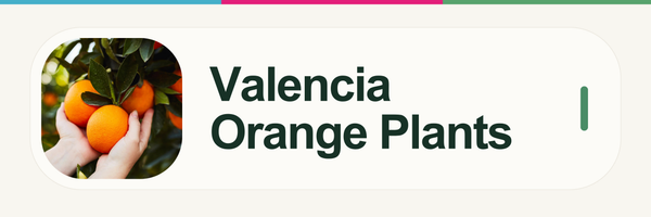 Valencia Orange Plants