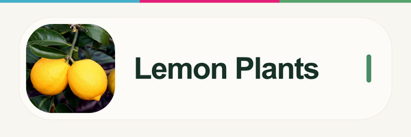 Lemon Plants