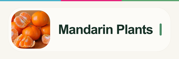 Mandarin Plants