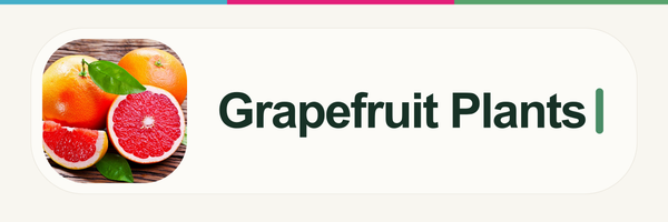 Grapefruit Plants