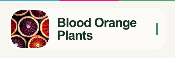 Blood Orange Plants
