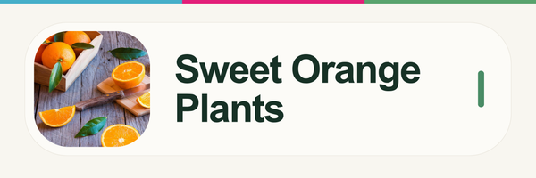 Sweet Orange Plants