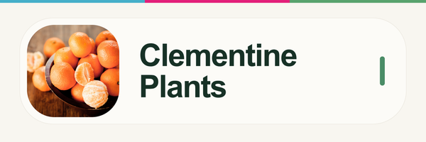 Clementine Plants