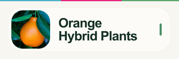 Orange Hybrid Plants