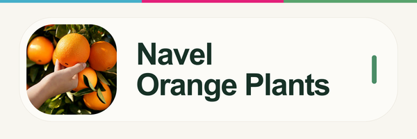 Navel Orange Plants