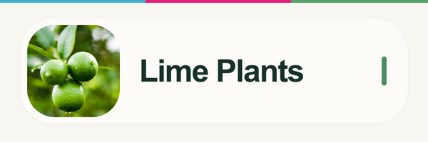 Lime Plants