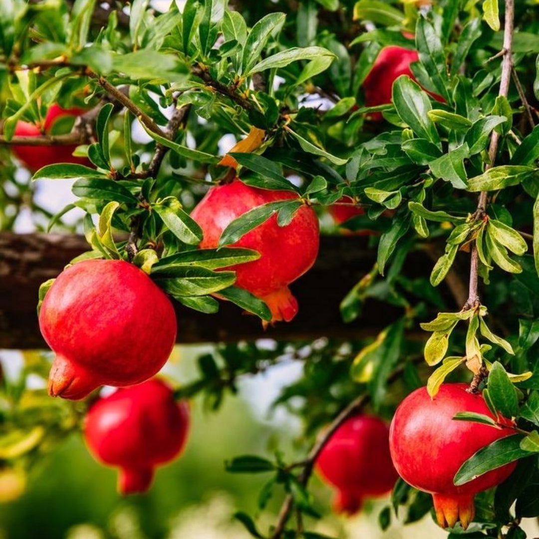 pomegranate plant