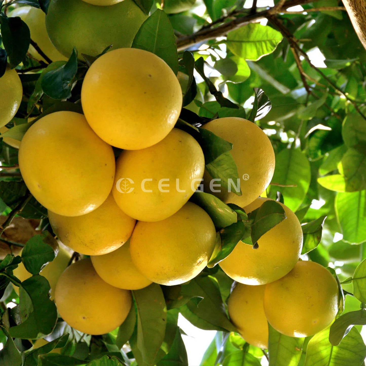 Star Ruby Grapefruit Tree – Citrus × paradisi ‘Star Ruby’