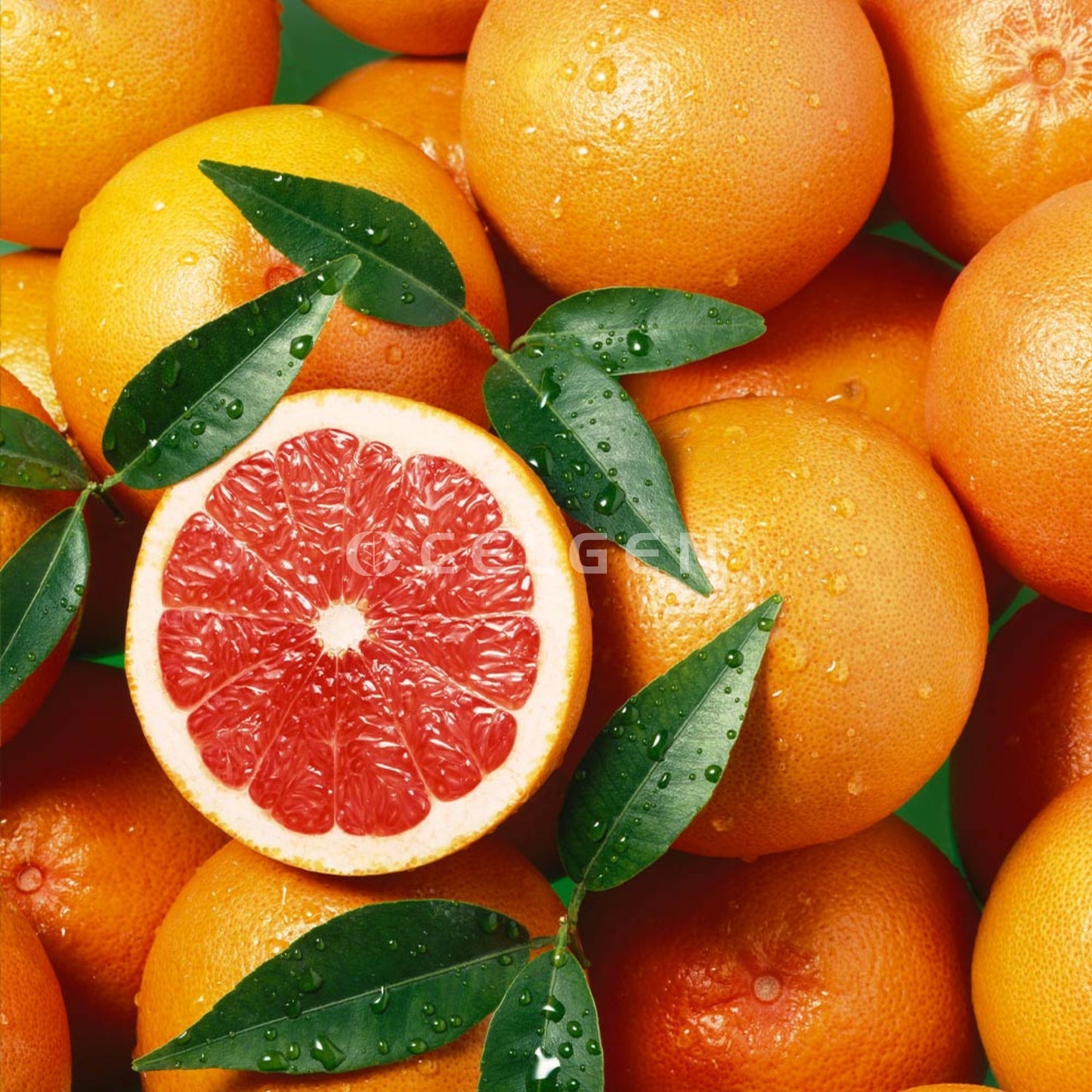 Star Ruby Grapefruit Tree – Citrus × paradisi ‘Star Ruby’