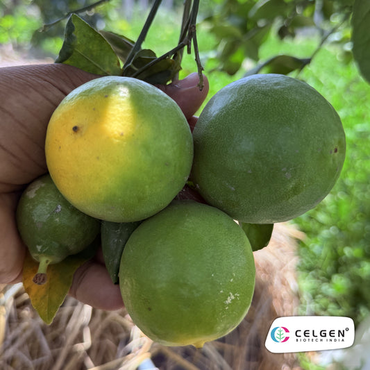 CELGEN Thornless Lemon Selection | Easy Harvest Citrus Plant