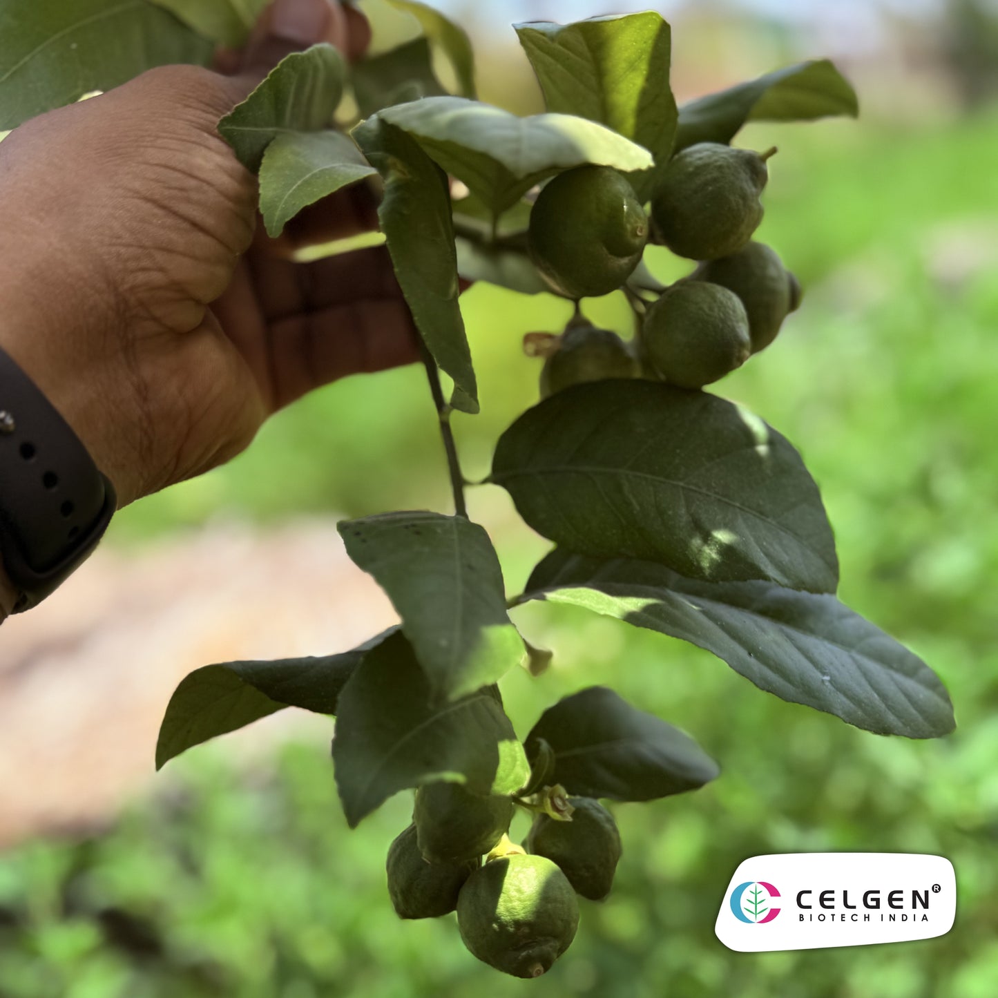 CELGEN Thornless Lemon Selection | Easy Harvest Citrus Plant