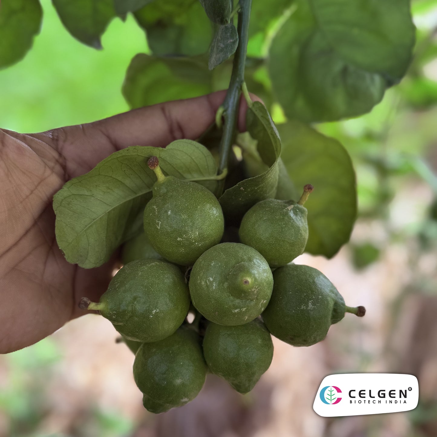 CELGEN Thornless Lemon Selection | Easy Harvest Citrus Plant