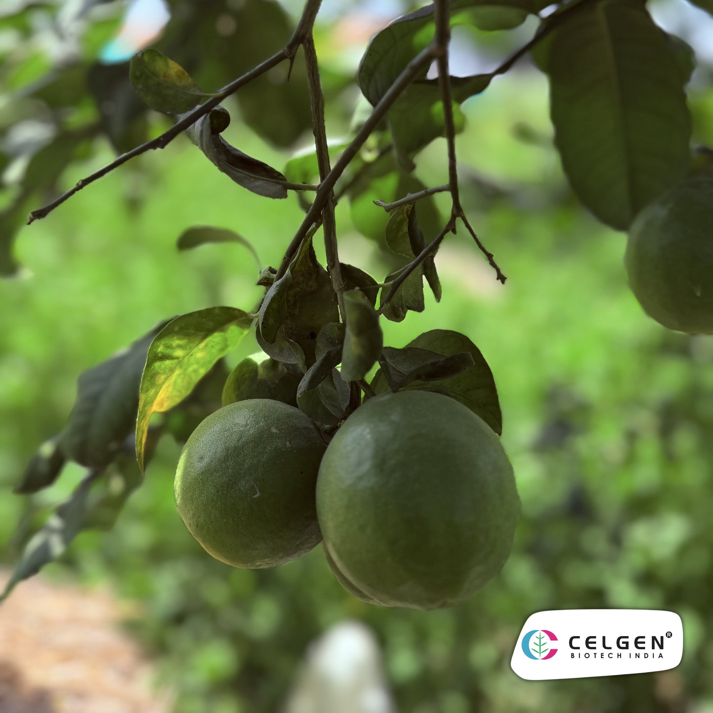 CELGEN Thornless Lemon Selection | Easy Harvest Citrus Plant