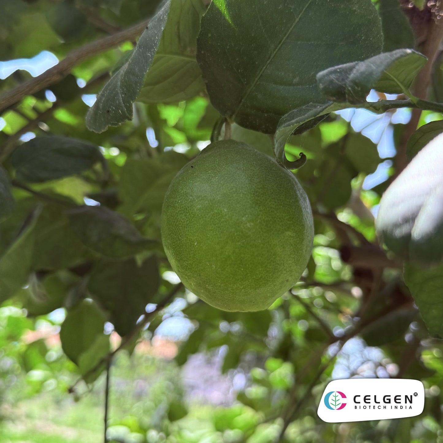CELGEN Thornless Lemon Selection | Easy Harvest Citrus Plant