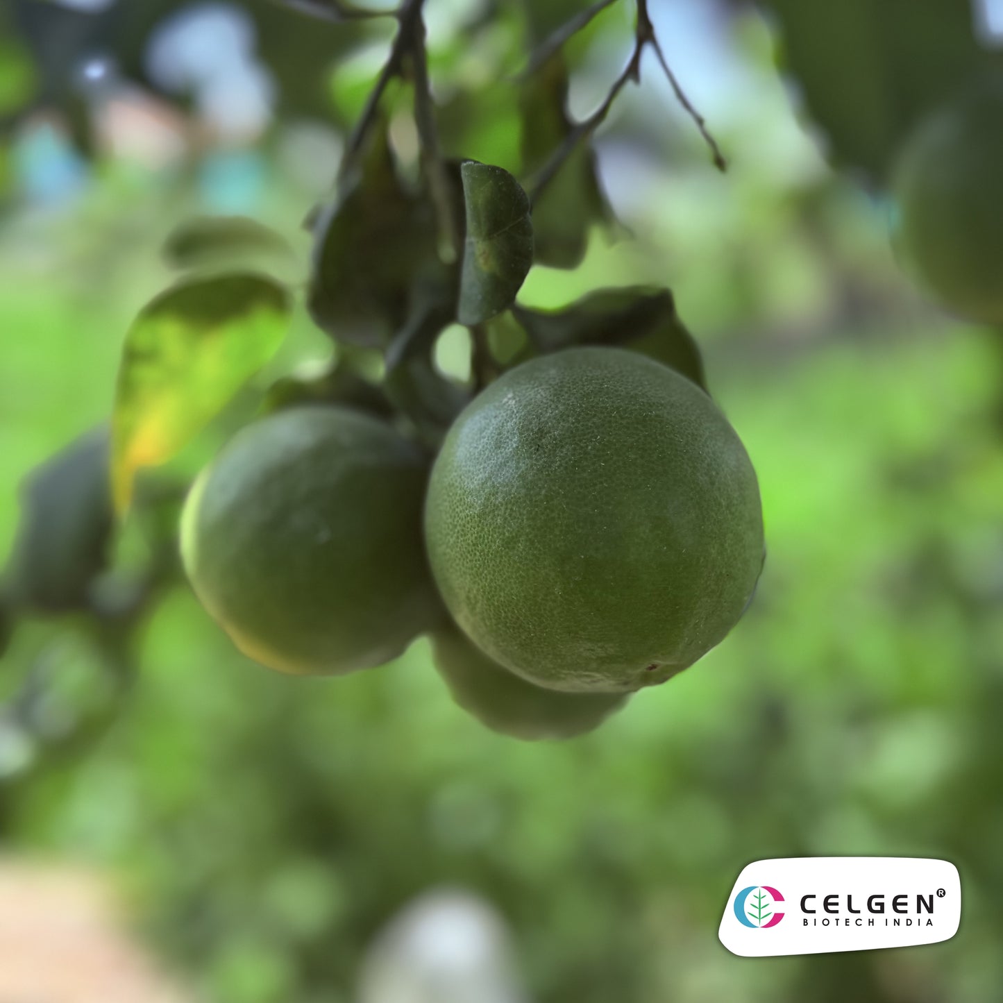 CELGEN Thornless Lemon Selection | Easy Harvest Citrus Plant