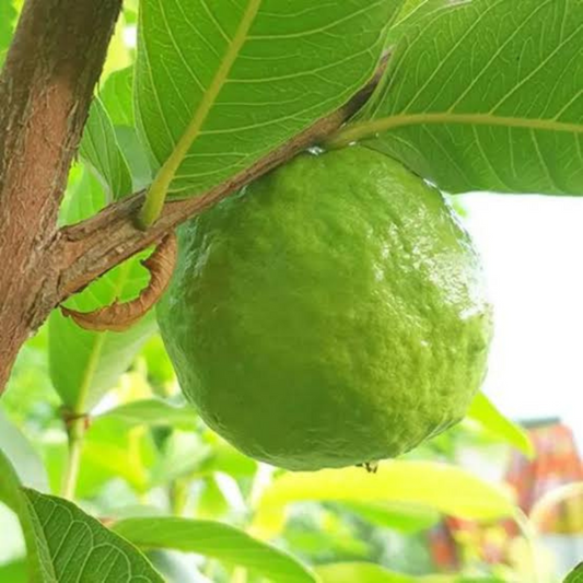 Guava Taiwan Pink  Tissue Culture Plants"Psidium Guajava"