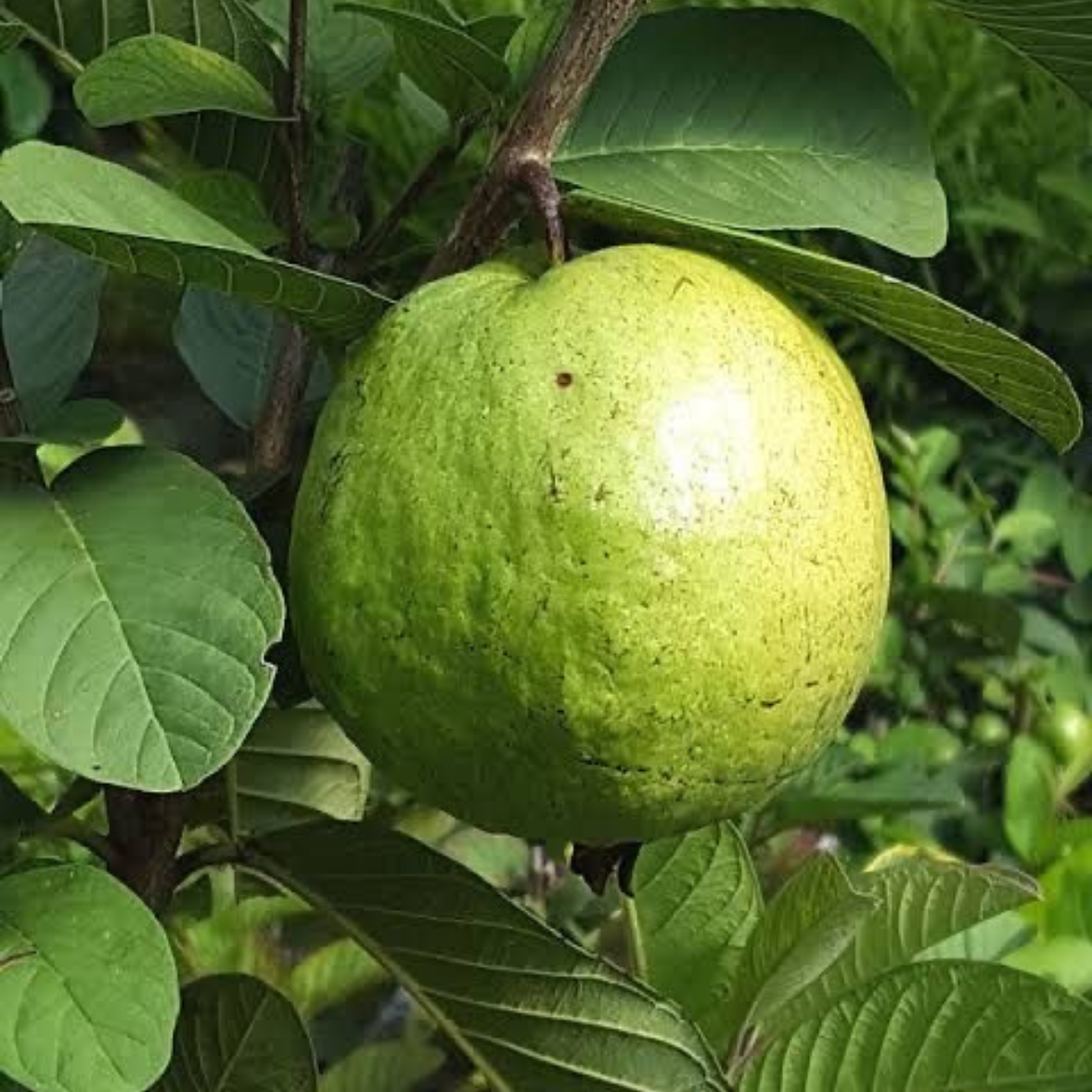 Guava Taiwan Pink  Tissue Culture Plants"Psidium Guajava"