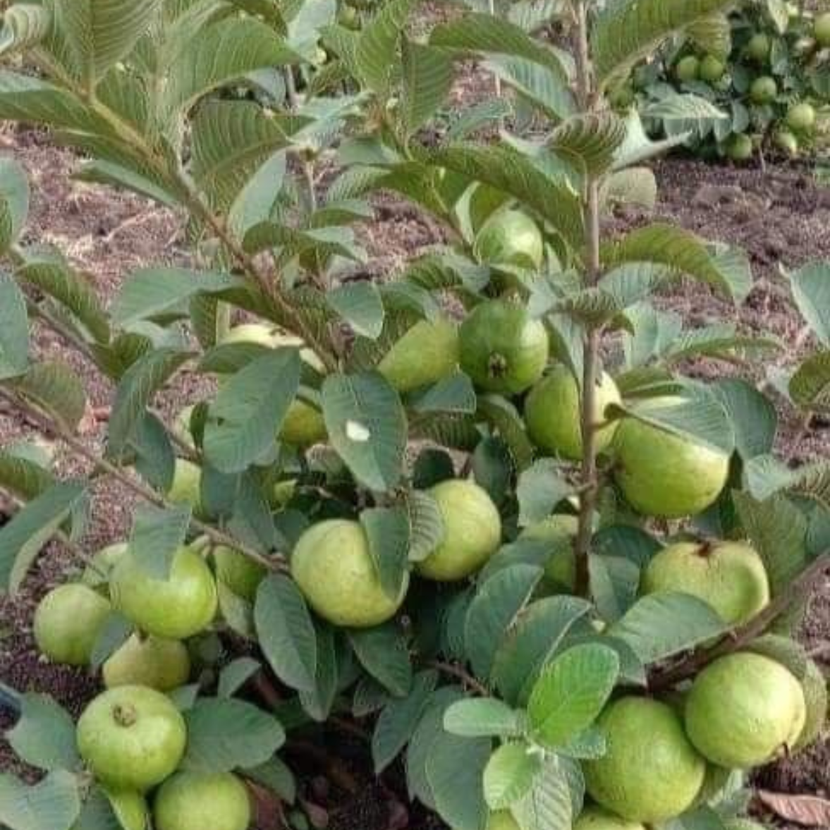 Guava Taiwan Pink  Tissue Culture Plants"Psidium Guajava"