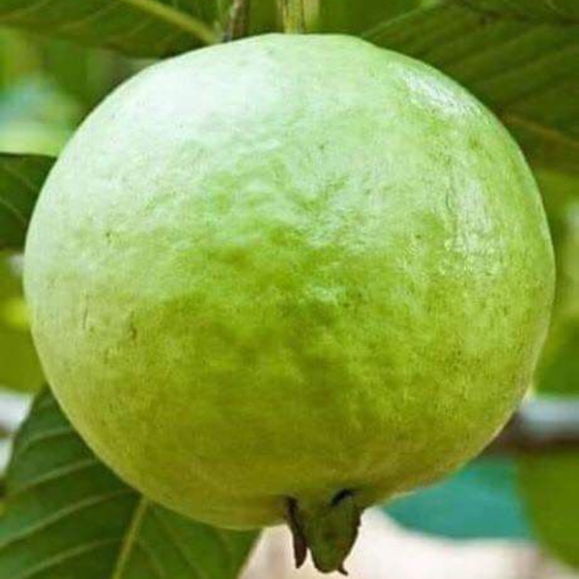 Guava Taiwan Pink  Tissue Culture Plants"Psidium Guajava"