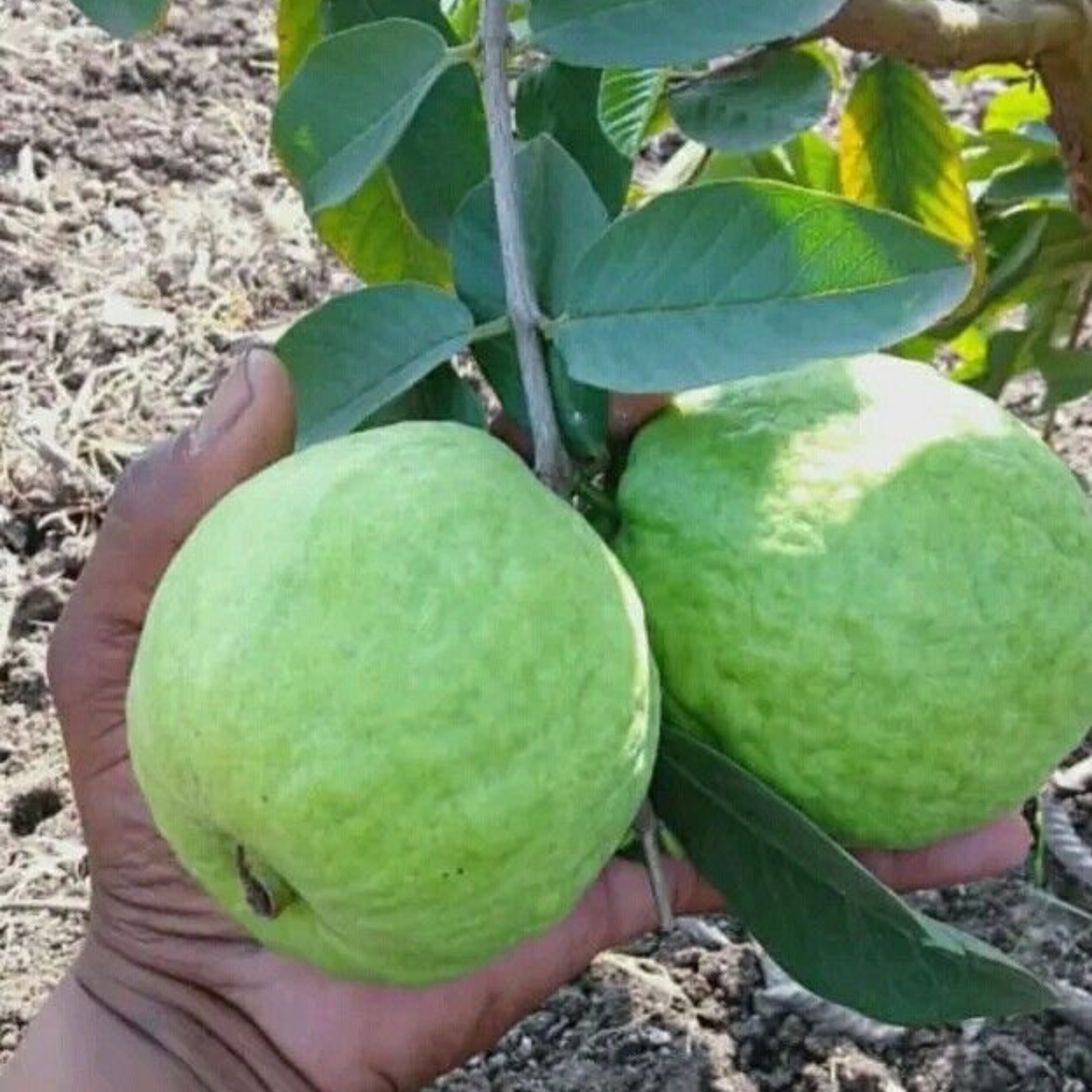 Guava Taiwan Pink  Tissue Culture Plants"Psidium Guajava"