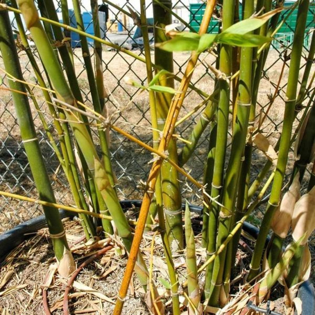 Bamboo Tuldoides Tissue Culture Plants"Bambusa Tuldoides"