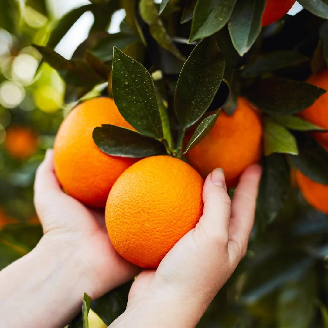 Midnight Valencia Orange Tree "Citrus Sinensis"