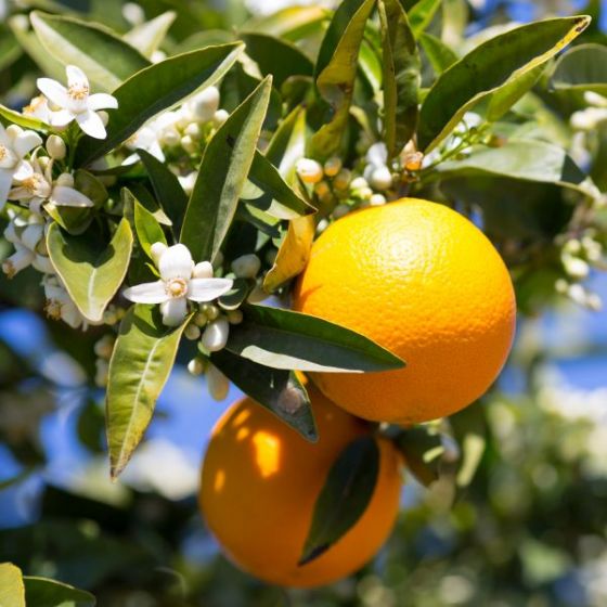 Delta Valencia Orange Tree “citrus sinensis”