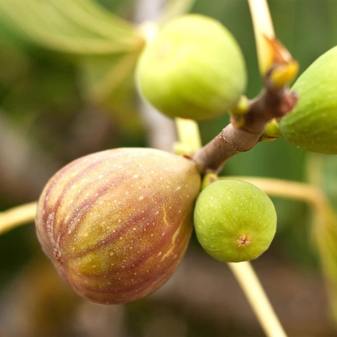 Brown Turkey Fig Tissue Culture Plant"Ficus carica"