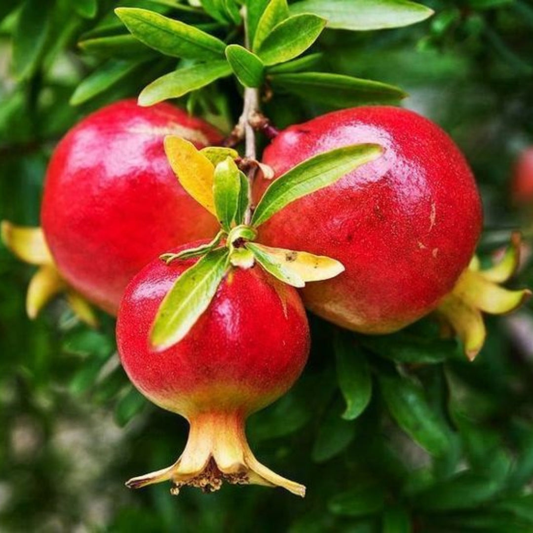 Bhagwa Pomegranate Tissue Culture Plants"Punica Granatum"