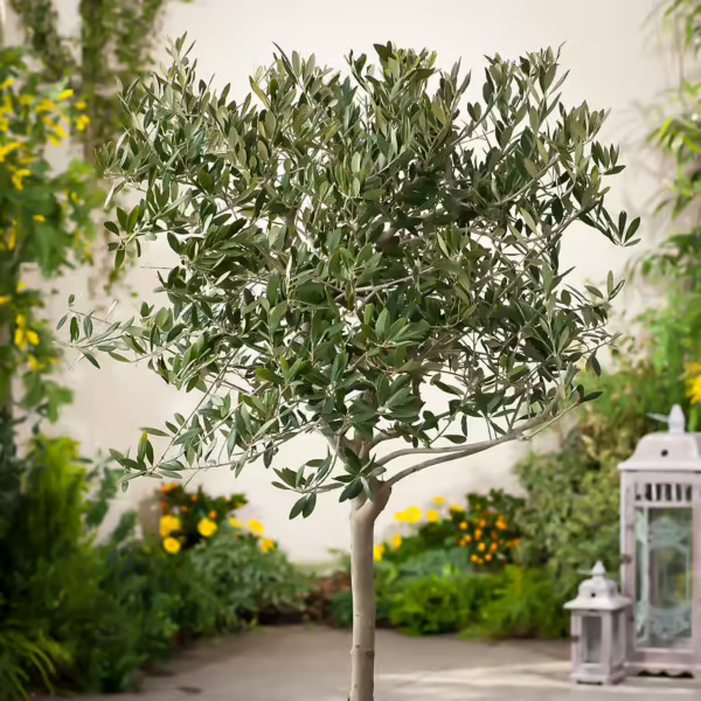 Arbequina Olive Tree Saplings - Premium Tissue Culture Plants