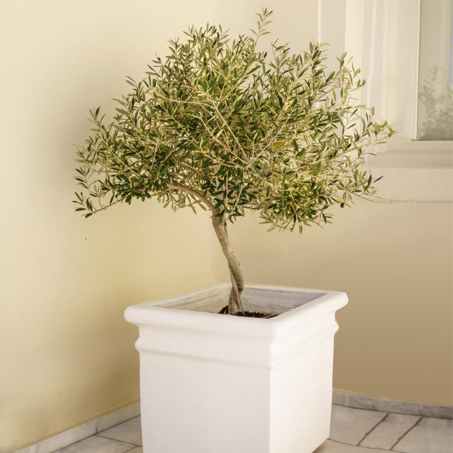 Frantoio Olive Tree Saplings - Premium Tissue Culture Plants