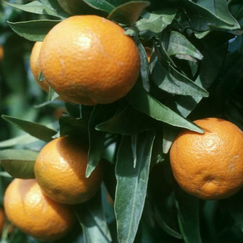 Corsican Clementine Tree (Citrus x Clementina)