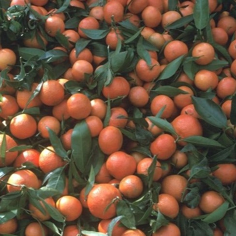 Corsican Clementine Tree (Citrus x Clementina)