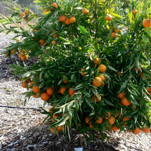 Corsican Clementine Tree (Citrus x Clementina)