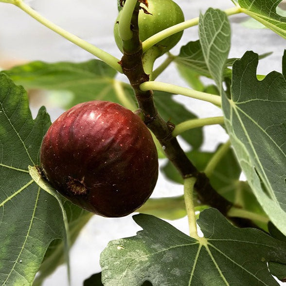 fig trees for indoors